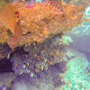 Picture taken during the dive