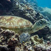 Picture taken during the dive
