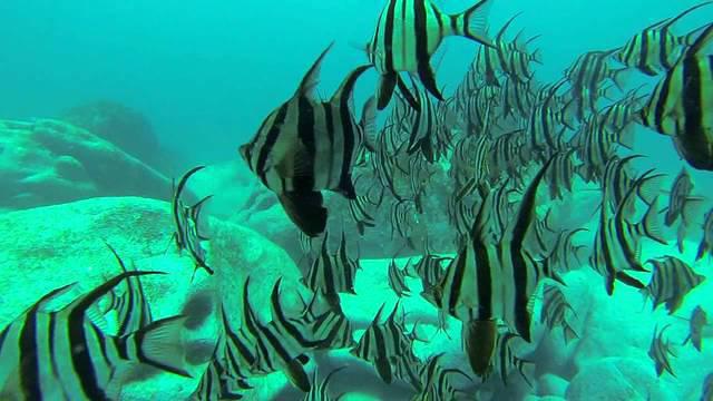 Abyss Scuba Diving - Dive Center in Australia