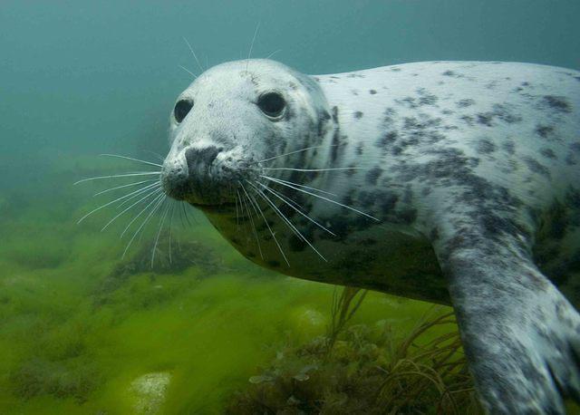 Porthkerris Divers - Dive Center in United Kingdom