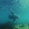 Picture taken during the dive