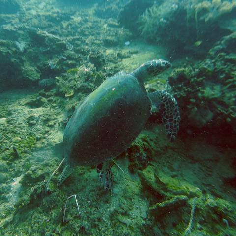 Scuba Junkie - Dive Center in Malaysia