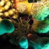 Picture taken during the dive
