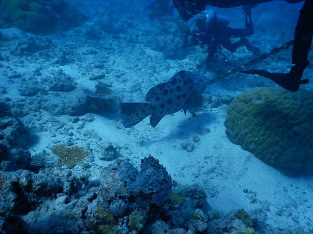 Mike Ball Dive Expeditions - Dive Center in Australia