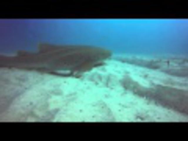 Manta Lodge - Dive Center in Australia