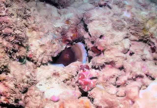 Diving in États-Unis, Hawaii Kauai - By Adrián Zárate