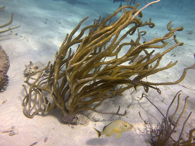White Sands Dive Shop - Dive Center in Belize