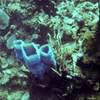 Picture taken during the dive