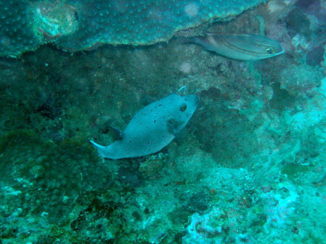 Aqua Vision Dive Center - Dive Center in Thailand