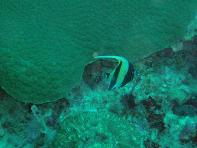 Aqua Vision Dive Center - Dive Center in Thailand