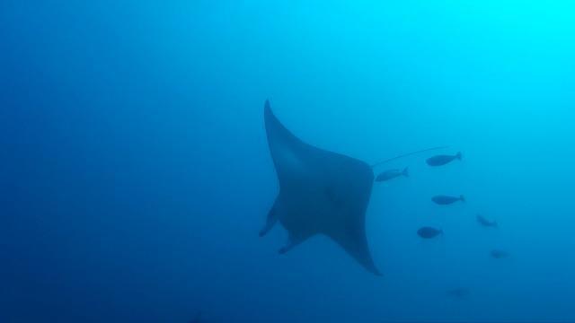 IDIVE ATHURUGA - Dive Center