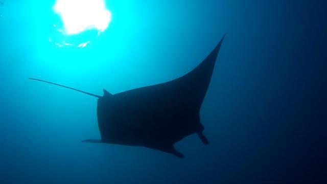 IDIVE ATHURUGA - Dive Center