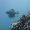 Picture taken during the dive