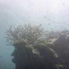 Picture taken during the dive