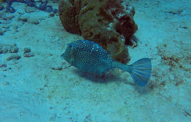 Deep Blue - Dive Center in Spain