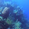 Picture taken during the dive