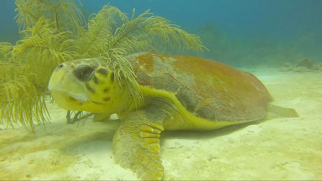 Akumal Dive Shop - Dive Center in Mexico