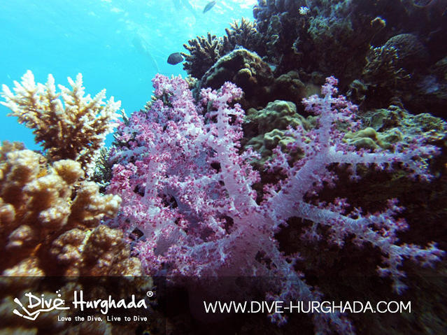 Dive Hurghada - Dive Center in Egypt