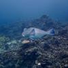 Picture taken during the dive