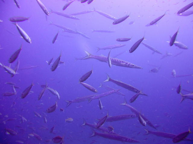 Cala Blanca Dive Centre - Dive Center in Spain