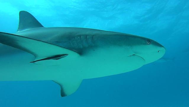 Diving in Bahamas, Grand Bahama - By Regis2