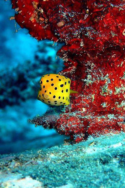 Gili Air Divers - Dive Center