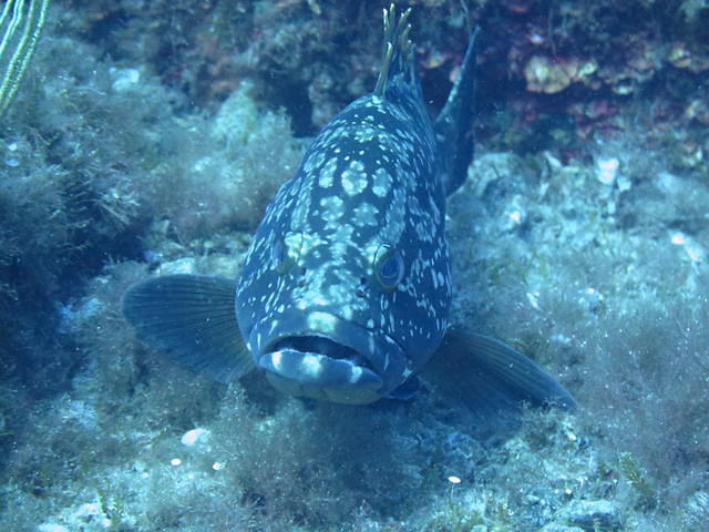 Abyss Diving Service Sas - Dive Center in Italy