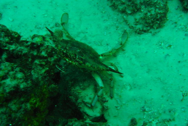 Emerald Coast Scuba - Dive Center in United States