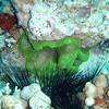 Picture taken during the dive
