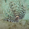 Picture taken during the dive