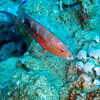 Picture taken during the dive