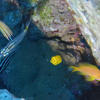 Picture taken during the dive