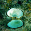 Picture taken during the dive