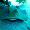 Picture taken during the dive