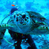 Picture taken during the dive