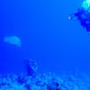 Picture taken during the dive