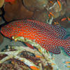 Picture taken during the dive