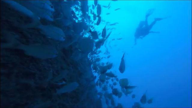 Diving in Brasil, Pernambuco - By Elaine Kawakami