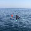 Picture taken during the dive