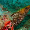 Picture taken during the dive