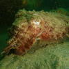 Picture taken during the dive