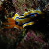 Picture taken during the dive
