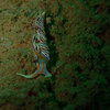 Picture taken during the dive