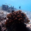 Picture taken during the dive