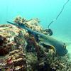 Picture taken during the dive