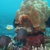 Picture taken during the dive