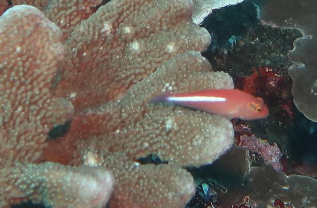 Diving in Vanuatu, Mele Bay - By Steve Grimmett