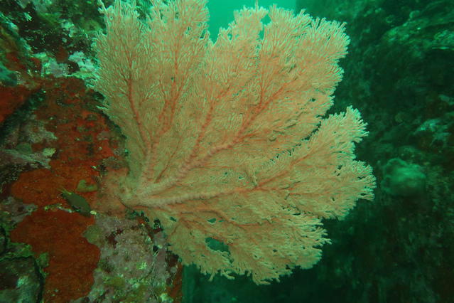 Jetty Dive Centre - Dive Center in Australia