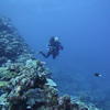 Picture taken during the dive