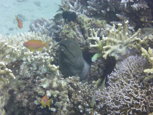 SUBEX - Dive Center in Egypt